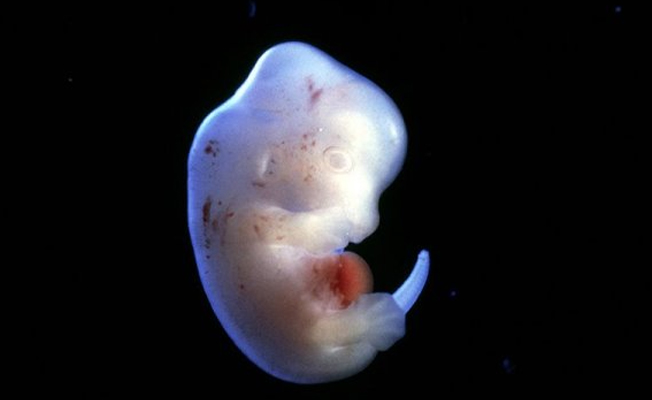 Japonya, ilk insan-hayvan embriyo deneyleri yapılmasına izin verdi