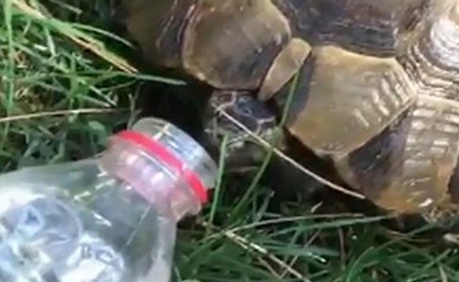 Sıcaktan etkilenen kaplumbağaya su içirdi