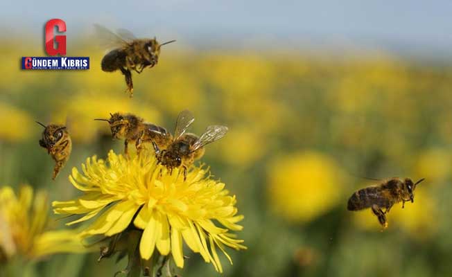 Η κλιματική αλλαγή καταστρέφει γρήγορα τις μέλισσες που παρέχουν τον κύκλο ζωής