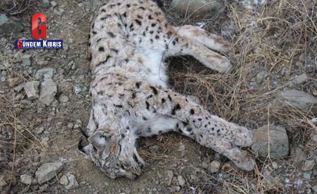 Οι λαθροκυνηγοί σκότωσαν το απειλούμενο λύγκα