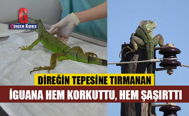 Direğin tepesine tırmanan iguana hem korkuttu, hem şaşırttı
