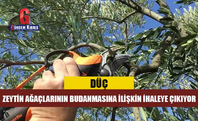 Η DÜÇ βγαίνει στο διαγωνισμό για το κλάδεμα των ελαιόδεντρων