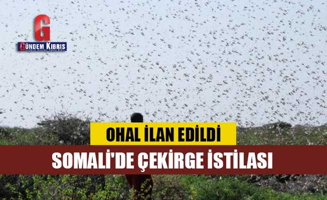 Εισβολή ακρίδα στη Σομαλία: κήρυξε κατάσταση έκτακτης ανάγκης