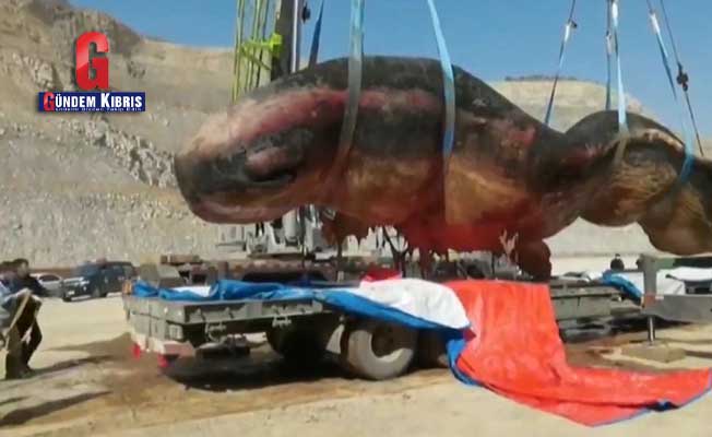 18 μέτρα νεκρή φάλαινα σπέρματος πλένεται στην ξηρά