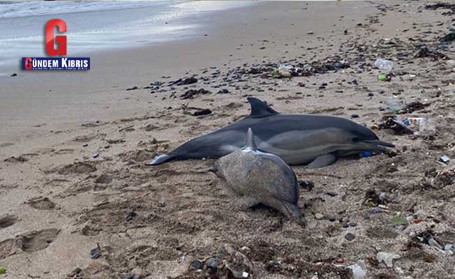 Τα νεκρά δελφίνια έπλυναν στην Κωνσταντινούπολη