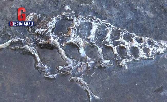 70 εκατομμυρίων ετών απολιθώματα εντοπίστηκαν στο βράχο