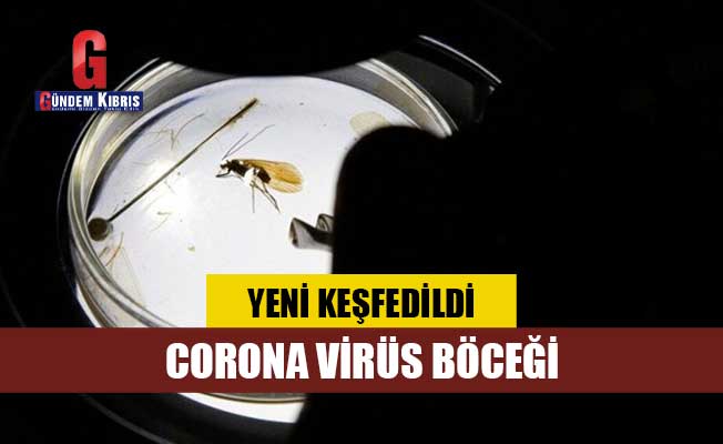 Νέα είδη εντόμων που ανακαλύφθηκαν στο Κοσσυφοπέδιο ονομάστηκαν ιός κορώνας