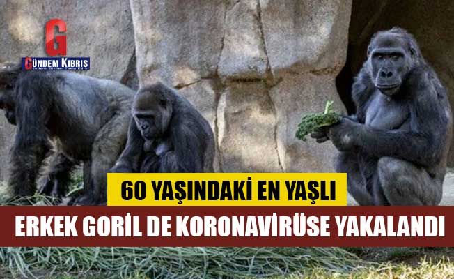 ABD'de hayvanat bahçesindeki 13 goril Covid-19'a yakalandı