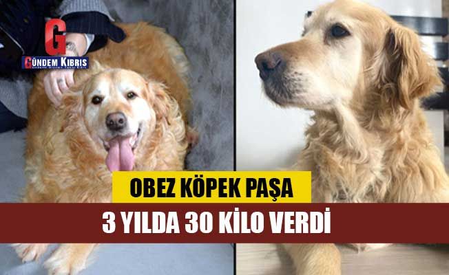 Obez köpek Paşa, 3 yılda 30 kilo verdi
