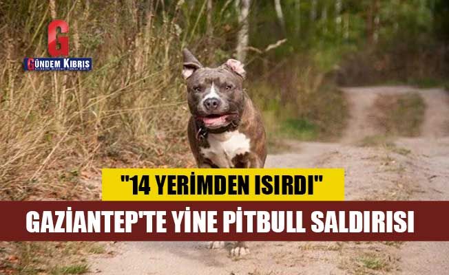Gaziantep'te pitbull cinsi köpeğin saldırdığı kişi yaralandı