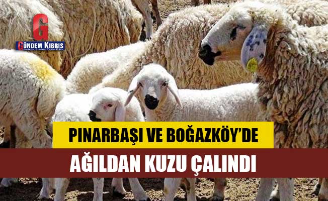 Pınarbaşı ve Boğazköy’de ağıldan kuzu çalındı