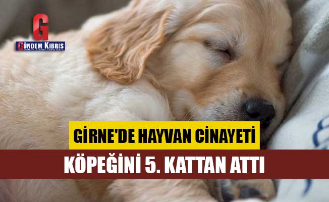 Girne'de hayvan cinayeti