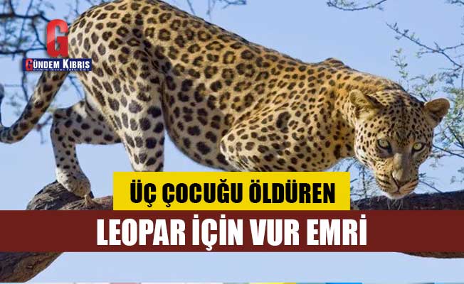 Üç çocuğu öldüren leopar için vur emri