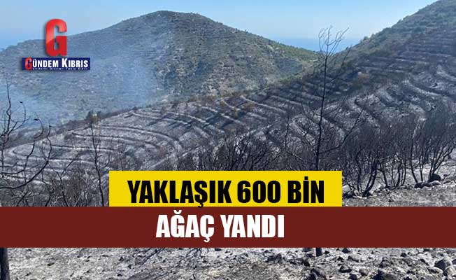 Yaklaşık 600 bin ağaç yandı