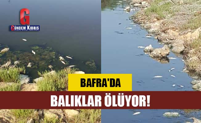 Bafra'da balıklar ölüyor!