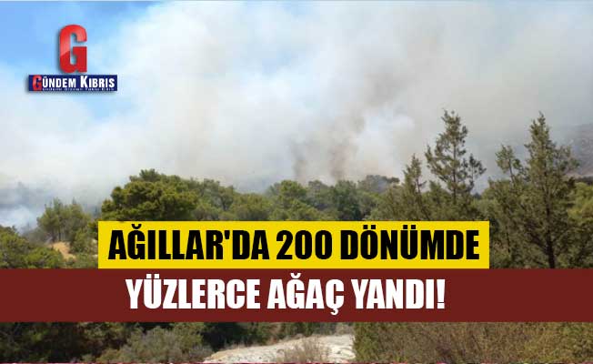 Ağıllar'da 200 dönümde yüzlerce ağaç yandı!
