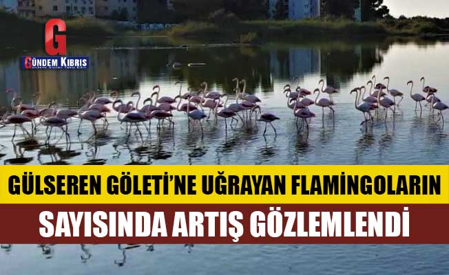 Gülseren Göleti’ne Uğrayan Flamingoların Sayısında Artış Gözlemlendi