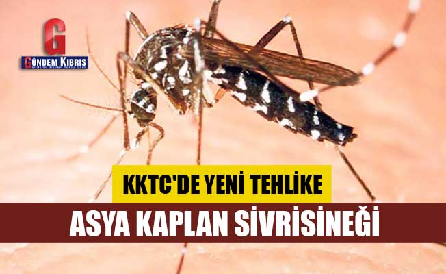 KKTC'de yeni tehlike: Asya Kaplan Sivrisineği